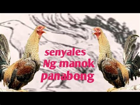 7 Mga Senyales Ng Manok Pangsabong Part Il. JohmTV .